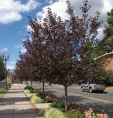 A row of small trees with dark purple leaves.