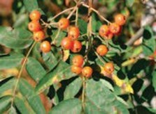 Small orange berries on the branch.