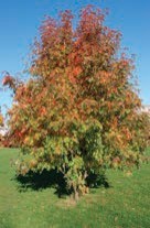A tree with reddening leaves.