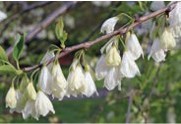 Small drooping white flowers on a branch.
