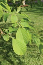 Light green, flat leaves.