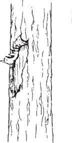 Close-up drawing of a tree trunk showing an irregular wound and exposed wood along the bark.