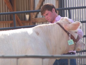 A white steer being evaluated by a man.