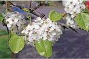 Bunches of white flowers on a branch.