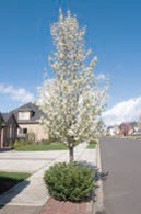 A small tree with white flower bunches and green leaves.