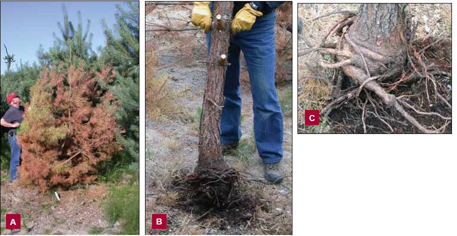 Three photographs illustrating stem-girdling roots. On the left, Image A shows a sparse pine tree with thinning brown foliage. In the center, Image B shows the excavated base of the tree with exposed roots. On the right, Image C is a close-up of thick circling roots wrapped tightly around the trunk.