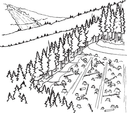 Mountainous forest landscape with a large cleared hillside containing stumps, scattered debris, and bordered by standing trees.