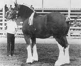 Clydesdale horse.
