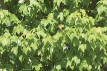 Green maple leaves.