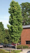 A long green maple tree.