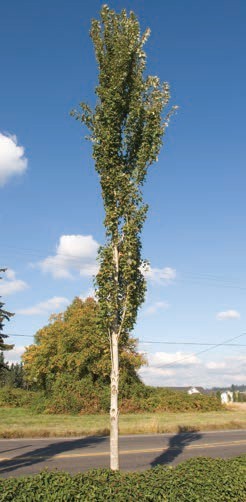 A sparse long green maple tree with upward branches.