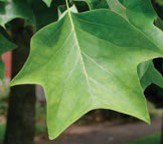 A four-pointed green leaf.
