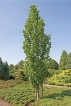 A long green tree.