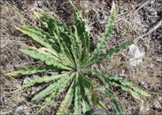 A green weed rosette with lobed spiky leaves.
