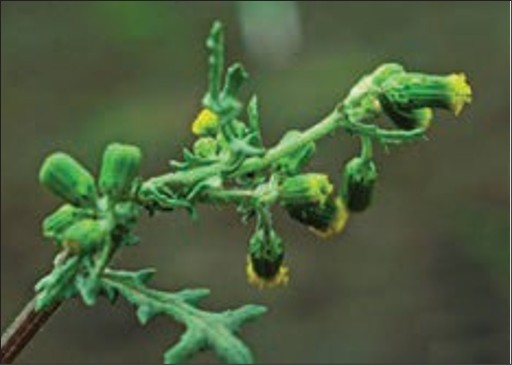 Small capsule shaped flowers with yellow tops and lobed spiky leaves.