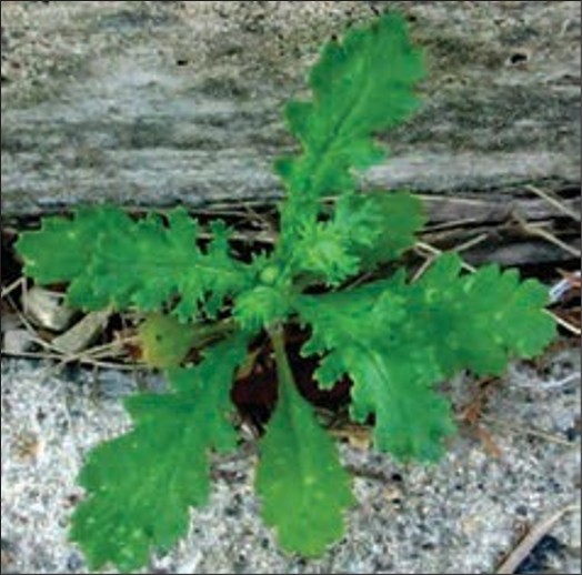 A green weed rosette with lobed spiky leaves.