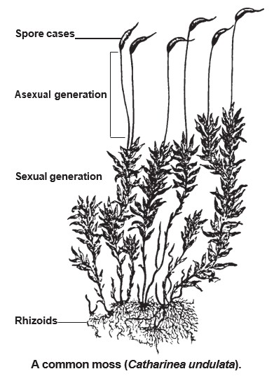 Diagram of a common moss (Catharinea undulata) showing the moss life cycle. Leafy green gametophytes with rhizoids at the base represent the sexual generation, while tall stalks (sporophytes) topped with spore capsules represent the asexual generation. Labels identify the spore cases, asexual generation, sexual generation, and rhizoids.