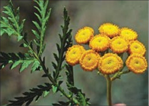 A cluster of small, round, yellow flowers on a single stem and a green lobed spiky leaf.