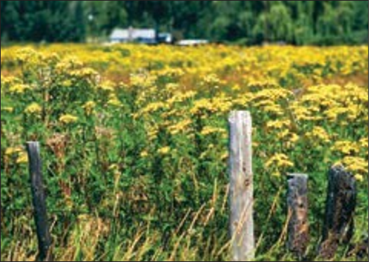 A field of tall yellow flowers.