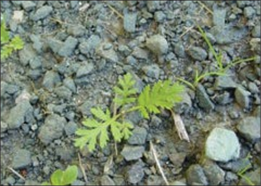 A green weed with lobed spiky leaves.