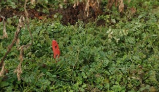 A bushy green plant.
