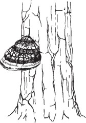 Close-up of a tree trunk with a shelf-like fungus projecting from the bark.