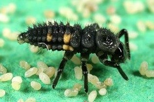 A black bug with bubble-like texture.