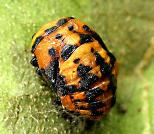 A round orange bug with black spots.