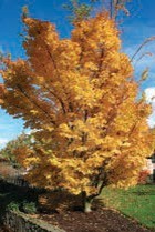 A yellow maple tree.