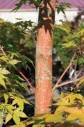 An orange tree trunk.