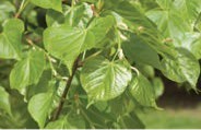 Green leaves.