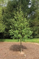 A tree with green leaves.