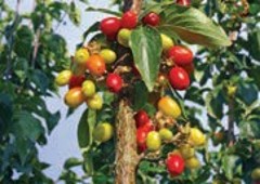 A tree with yellow, orange, and red fruits near the branch.