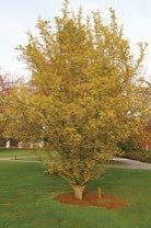 A small tree with yellow leaves.