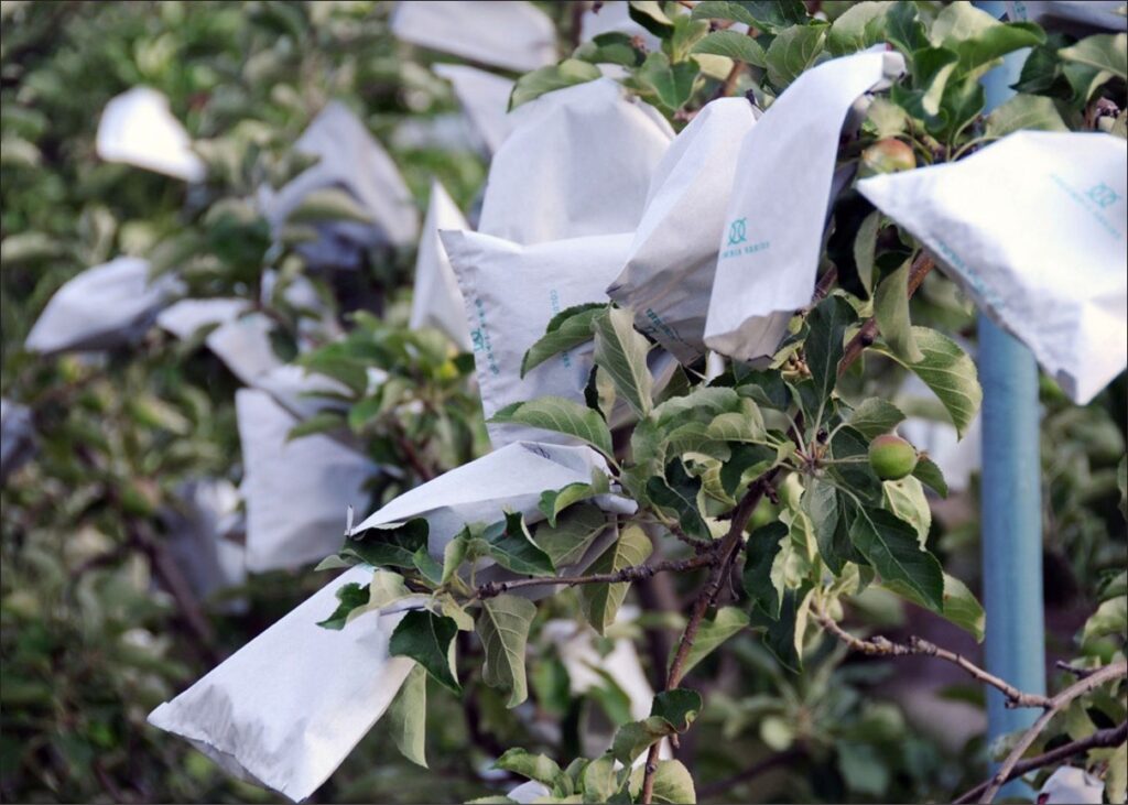 Small white bags over the fruit on an apple tree.