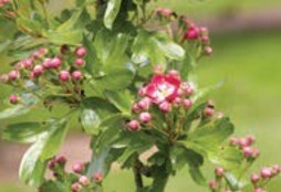 Small pink flowers on a leafy green branch.