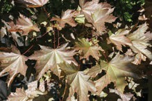 Green and brown maple leaves.