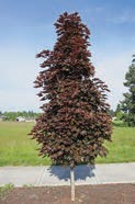 A small tree with dark crimson leaves.