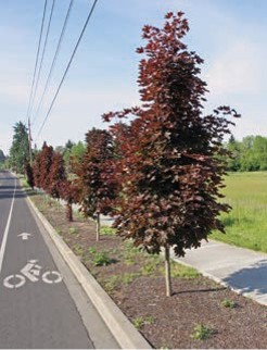 A row of small trees with dark crimson leaves.