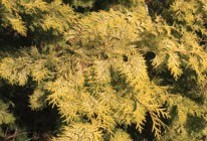 Pine branches with yellow-green needles.