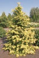 A small evergreen tree with yellow-green needles.