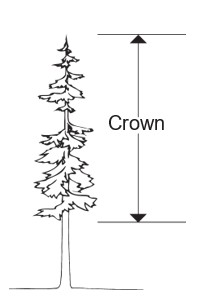 Single conifer with a vertical measurement bracket spanning its leafy upper portion, labeled “Crown.”