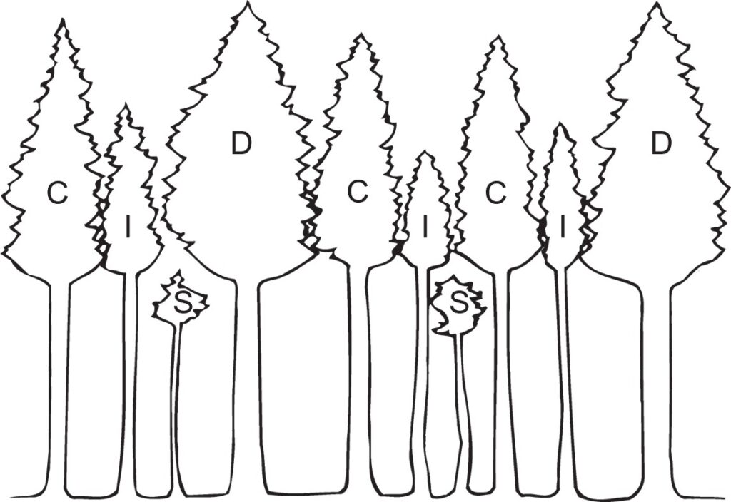 Row of trees with differently sized crowns labeled “D,” “C,” “I,” and “S,” illustrating different crown positions within the canopy; labeled “Crown class.”