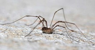 A brown spider with very long thin legs.