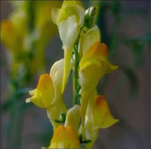 Small yellow capsule flowers.