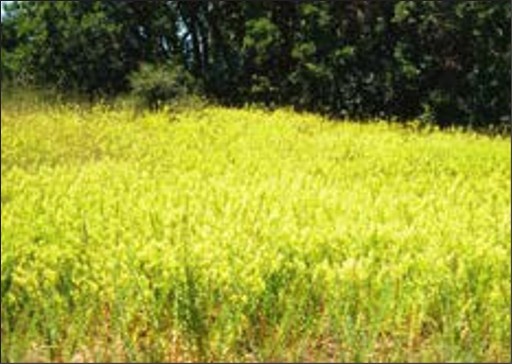 A field of yellow flowers.