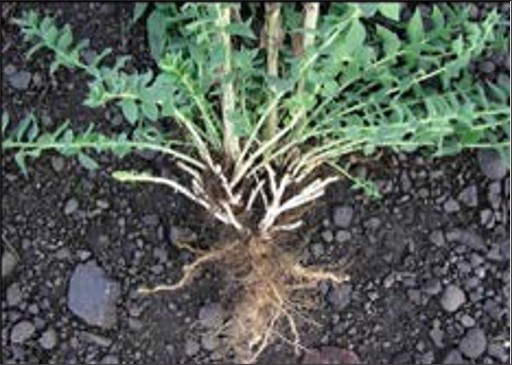 A green weed plant with lobed, long, spiky leaves.