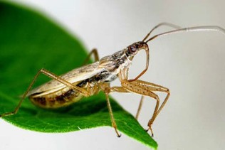 A long thin brown bug with a darker brown body.