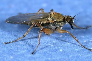 A brown fly with gray see-through wings.
