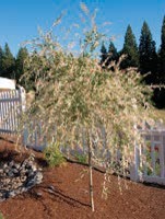 A small tree with green leaves on drooping branches.